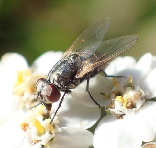 Musca vitripennis